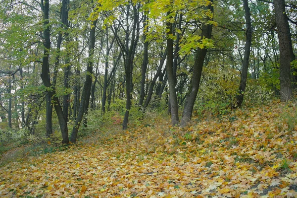 Sabah sis sonbahar ormanda