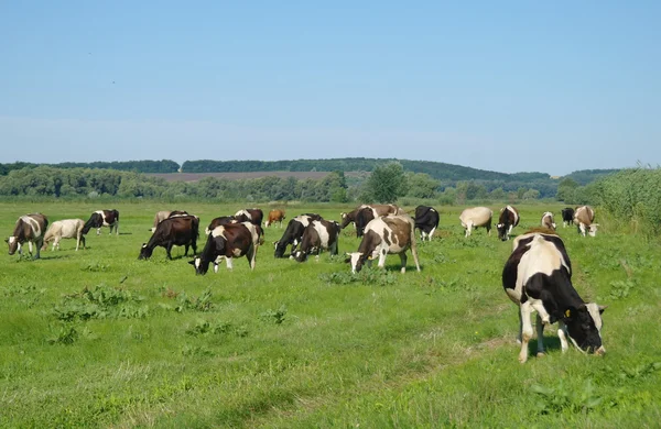 Krowy na zielonej trawie w okresie letnim — Zdjęcie stockowe