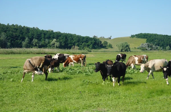 Cows on green grass in the summertime — Stock Photo, Image