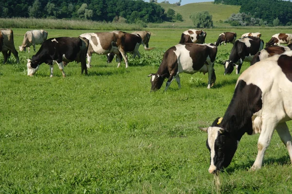 Cows on green grass in the summertime — Stock Photo, Image