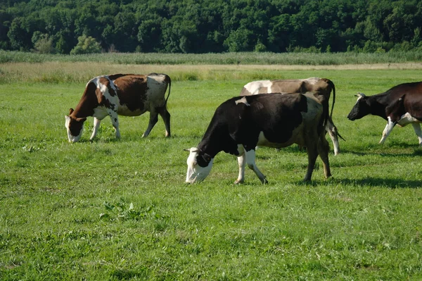 Lehmät vihreällä ruoholla kesällä — kuvapankkivalokuva