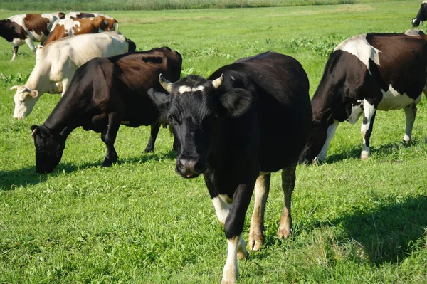 Tehenek a zöld fű, nyáron — Stock Fotó