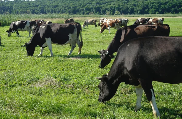 Cows on green grass in the summertime — Stock Photo, Image