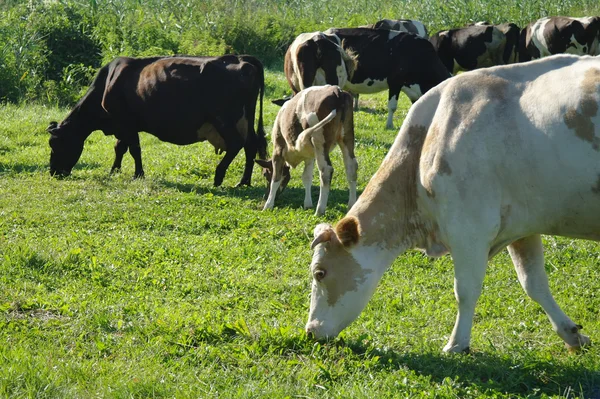 Vaches sur herbe verte en été — Photo