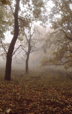  sonbahar orman puslu sabah ile 