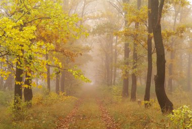  sonbahar orman puslu sabah ile 