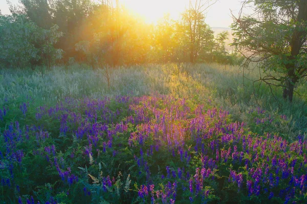 Flores no prado verde — Fotografia de Stock