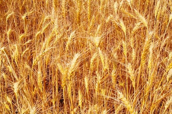 Die Textur eines Weizenfeldes. — Stockfoto