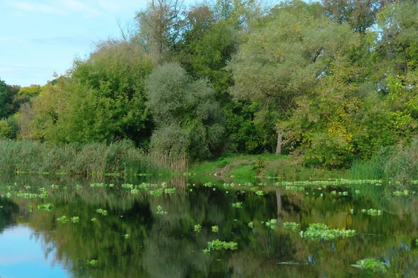 Flusslandschaft und Wald — Stockfoto