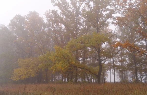 Floresta de outono com neblina manhã — Fotografia de Stock