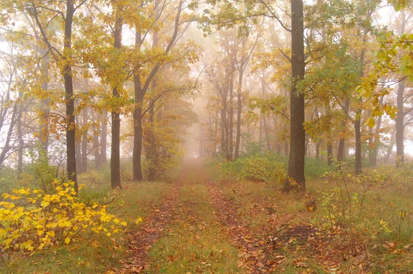 Floresta de outono com neblina manhã Imagem De Stock