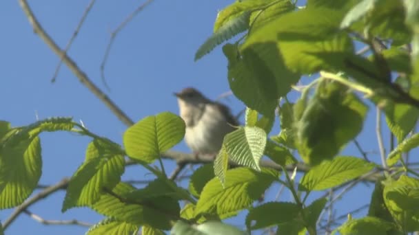 Nightingale singing on a branch — Stock Video