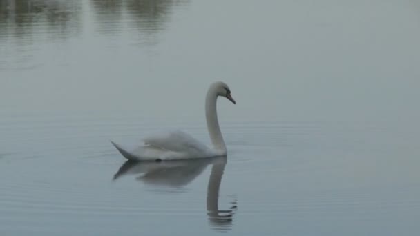 Cisne nadando em um lago — Vídeo de Stock