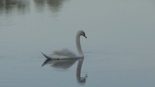 Cigno che nuota in un lago — Video Stock