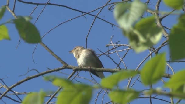 Nightingale cantando em um ramo — Vídeo de Stock