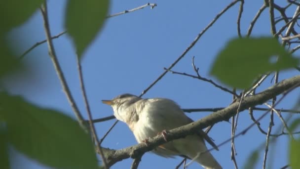 Nightingale singing on a branch — Stock Video