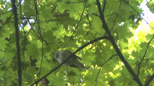 Nightingale singing on a branch — Stock Video