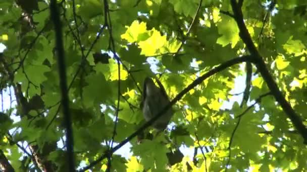 Nightingale singing on a branch — Stock Video