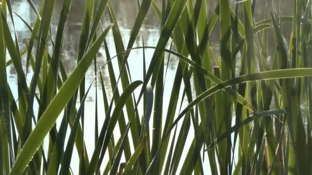 Roseau vert feuilles de canne avec l'éblouissement sur l'eau 