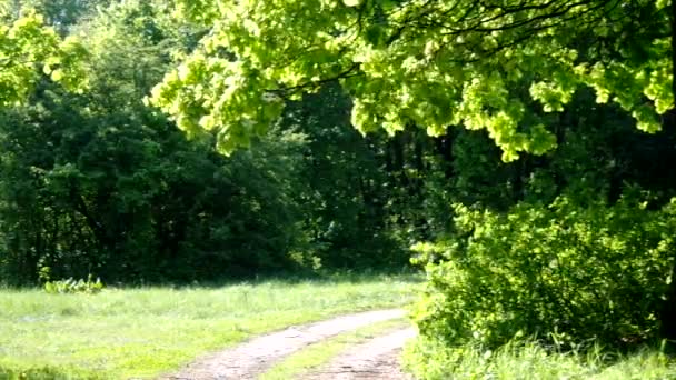 Maple vertrekt flutter op wind in grove zonnige lente — Stockvideo