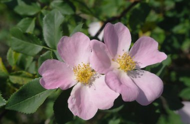 Yaz aylarında çiçek açması köpek gül