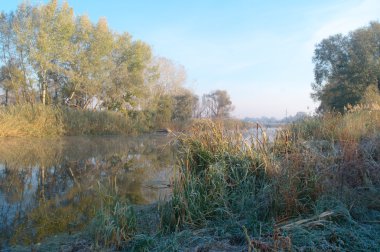 sonbahar yatay, nehir ve su yansıması'nın kıyısındaki sarı ağaç
