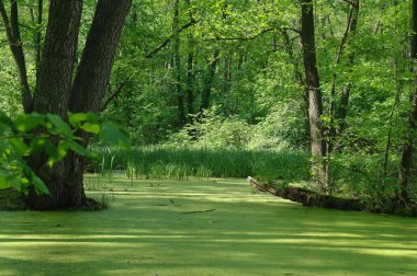 Ağaçların ve ağaçların arasında.