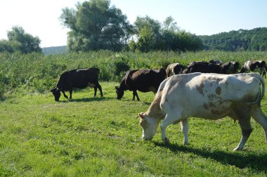 İnekler yaz aylarında yeşil çimenlerin üzerinde