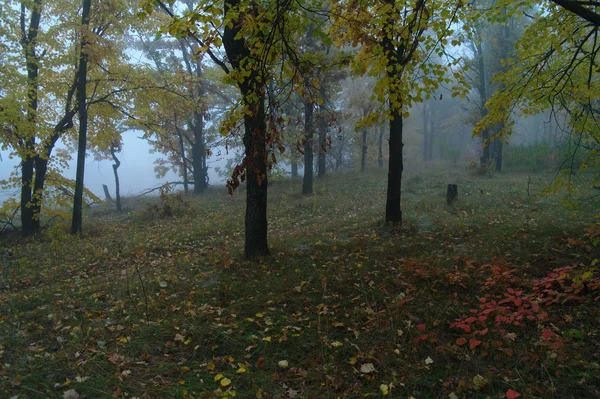 Autumn forest with misty morning — Stock Photo, Image