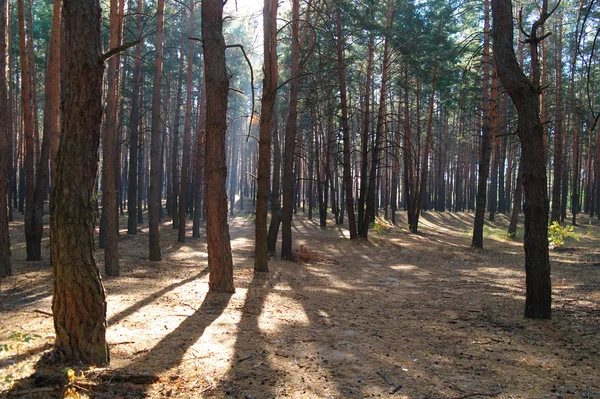 Φθινόπωρο δάσος με misty πρωί — Φωτογραφία Αρχείου