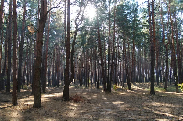 Bosque de otoño con la mañana brumosa — Foto de Stock