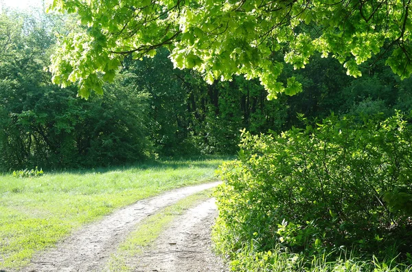 Bir orman glade güneşli sabah — Stok fotoğraf