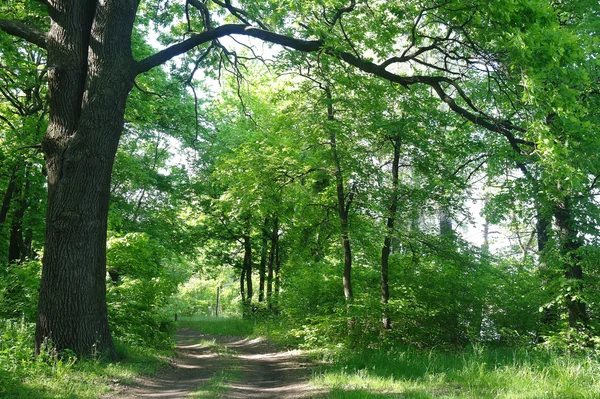 Bir orman glade güneşli sabah — Stok fotoğraf