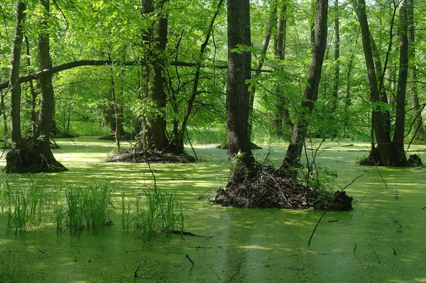 Jezero v lesní zeleni a stromy — Stock fotografie