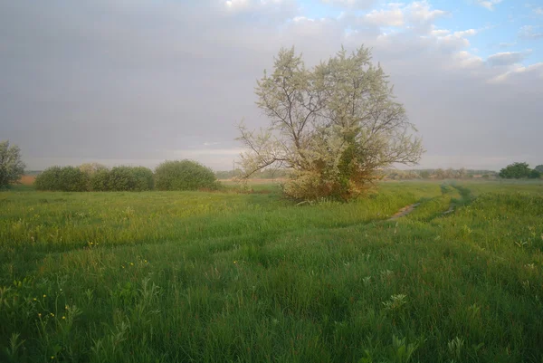 Mistige weide voorjaar bij zonsopgang — Stockfoto