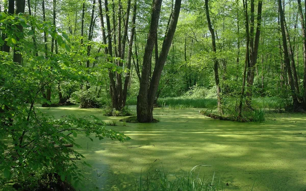 Sjön i en skog grön och träd Stockbild