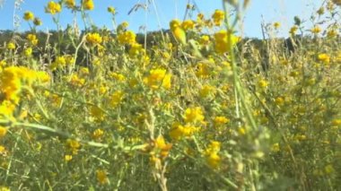 Rüzgarda sallanan yeşil çimenler.