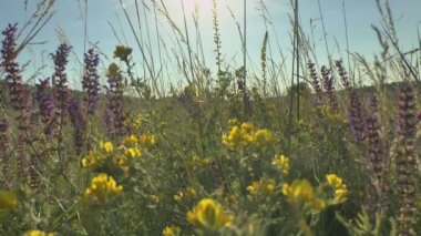 Rüzgarda sallanan yeşil çimenler.