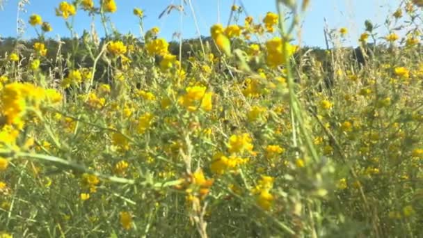 Groen gras zwaaiend in de wind. — Stockvideo