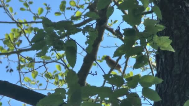 Nightingale singing on a branch — Stock Video