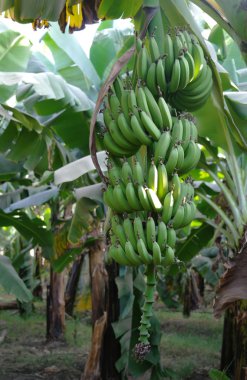 Bir demet muzlu muz ağacı