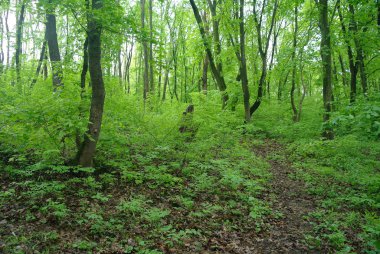 Bahar doğa. yeşil çim ve ağaçların Park.