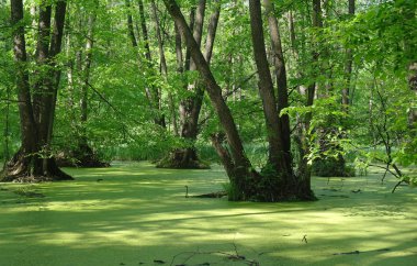 Ağaçların ve ağaçların arasında.