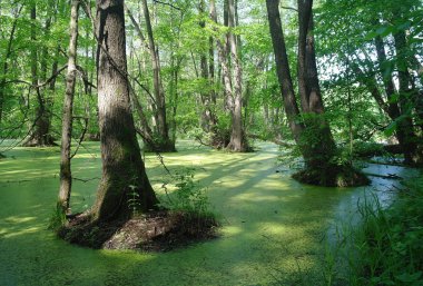 Ağaçların ve ağaçların arasında.