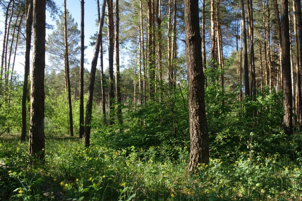 Jesień las z mgliste rano — Zdjęcie stockowe