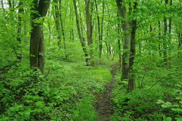 Primavera Natureza. Parque com grama verde e árvores . — Fotografia de Stock