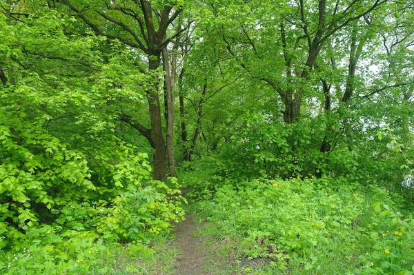 Naturaleza de primavera. Parque con hierba verde y árboles . —  Fotos de Stock