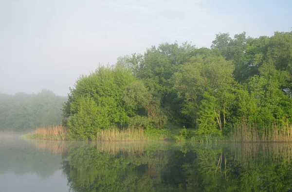Bosque en la costa del río, mañana — Foto de Stock