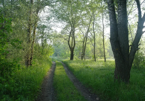 Bir orman glade güneşli sabah — Stok fotoğraf