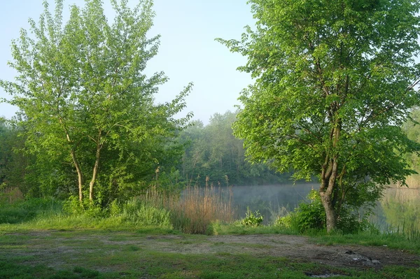 Drewno na wybrzeżu rzeki, rano — Zdjęcie stockowe